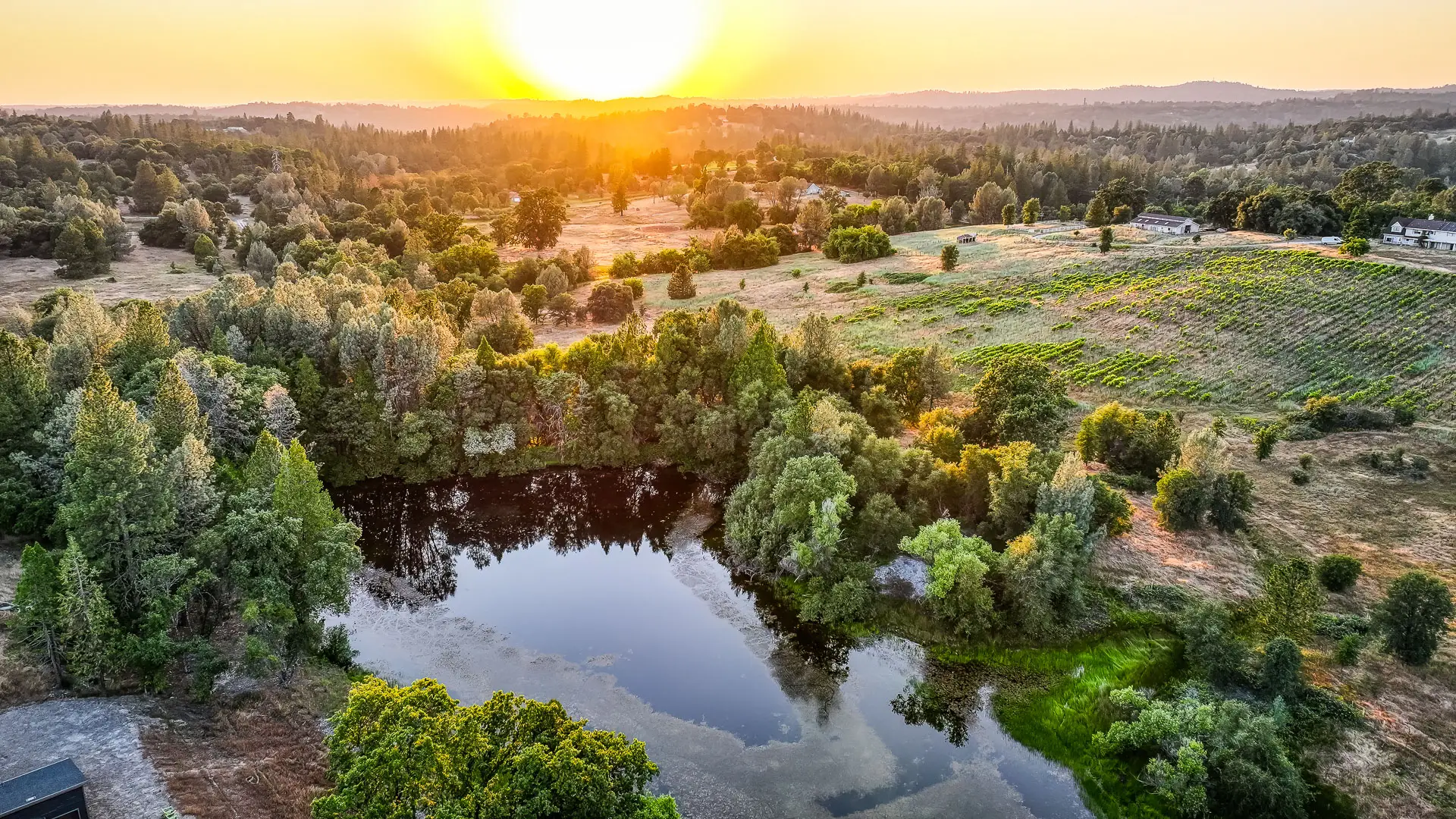 Golden sunset aerial over a pond, oak woodland, and vineyard rows in the Sierra foothills